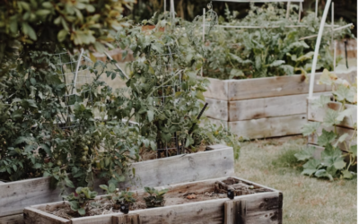 How Growing Your Own Food Can Positively Support Your Wellness Journey