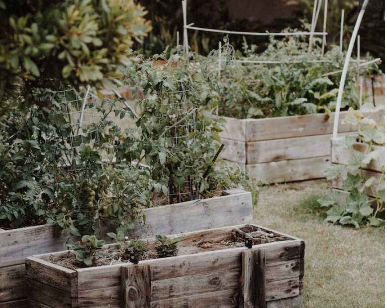 How Growing Your Own Food Can Positively Support Your Wellness Journey